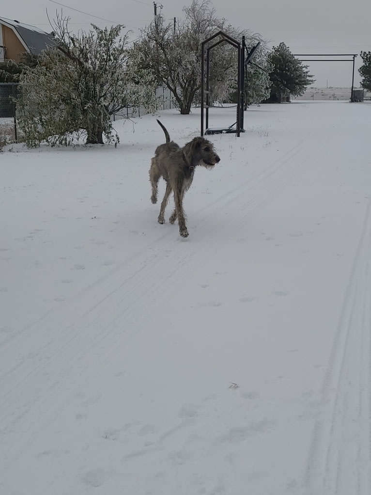 Brynn, an Irish Wolfhound tested with EmbarkVet.com