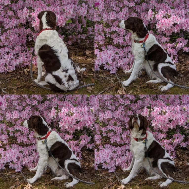 Charlie, a Brittany tested with EmbarkVet.com