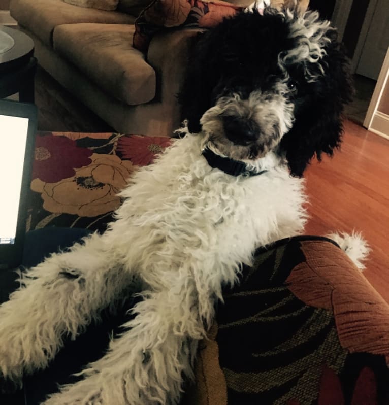 Gus, a Poodle (Standard) tested with EmbarkVet.com