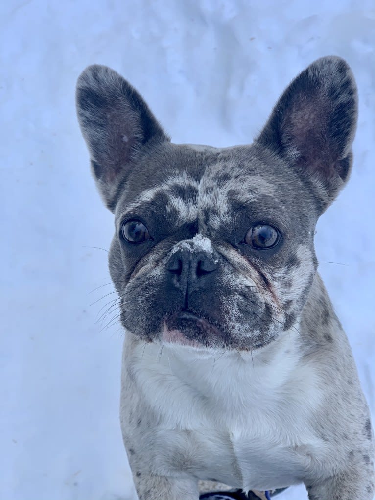 Maggie, a French Bulldog and Chihuahua mix tested with EmbarkVet.com
