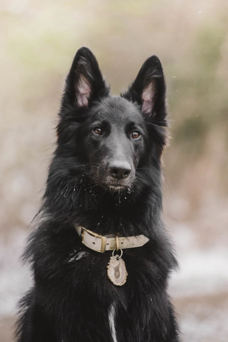 Spitfire's Quizzical Quest "Finch", a Belgian Shepherd tested with EmbarkVet.com