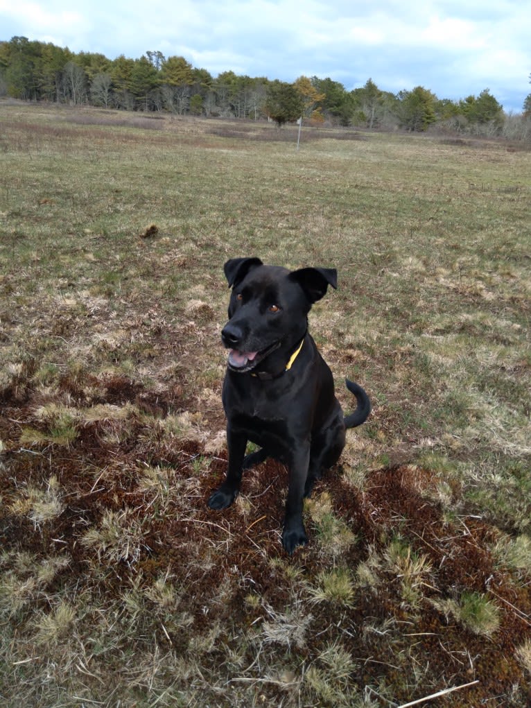 Pogie, an American Pit Bull Terrier and German Shepherd Dog mix tested with EmbarkVet.com