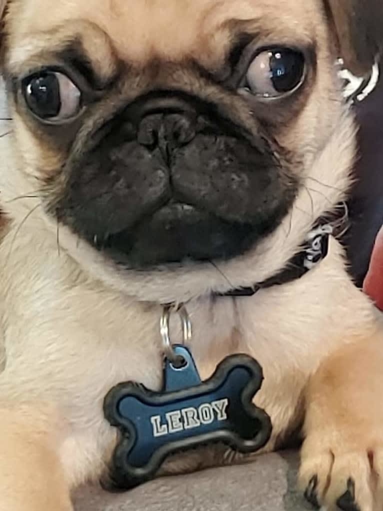 Leroy Fisher, a Pug tested with EmbarkVet.com