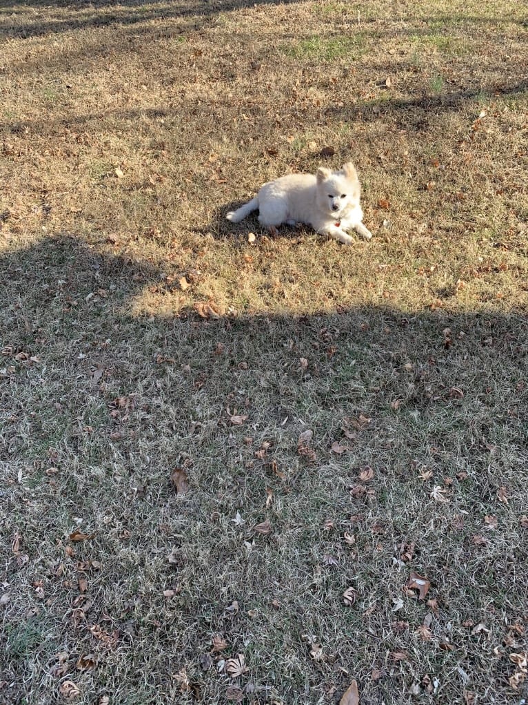 Rockwell, a Pomeranian and Australian Shepherd mix tested with EmbarkVet.com