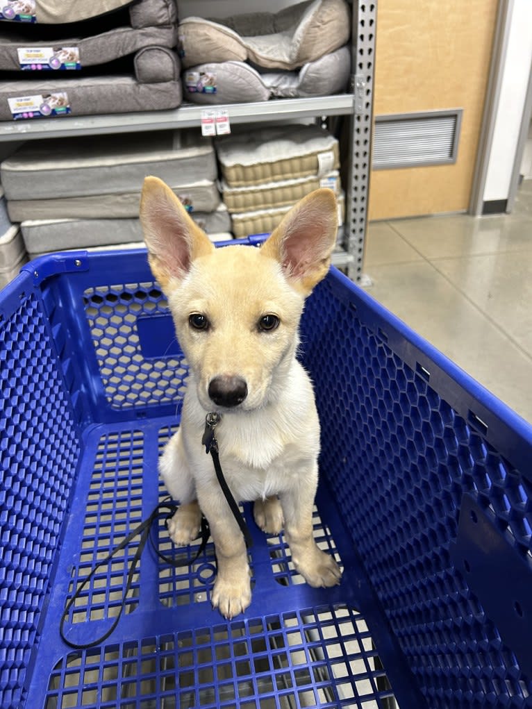 Junie B. Jones, a German Shepherd Dog and Australian Cattle Dog mix tested with EmbarkVet.com