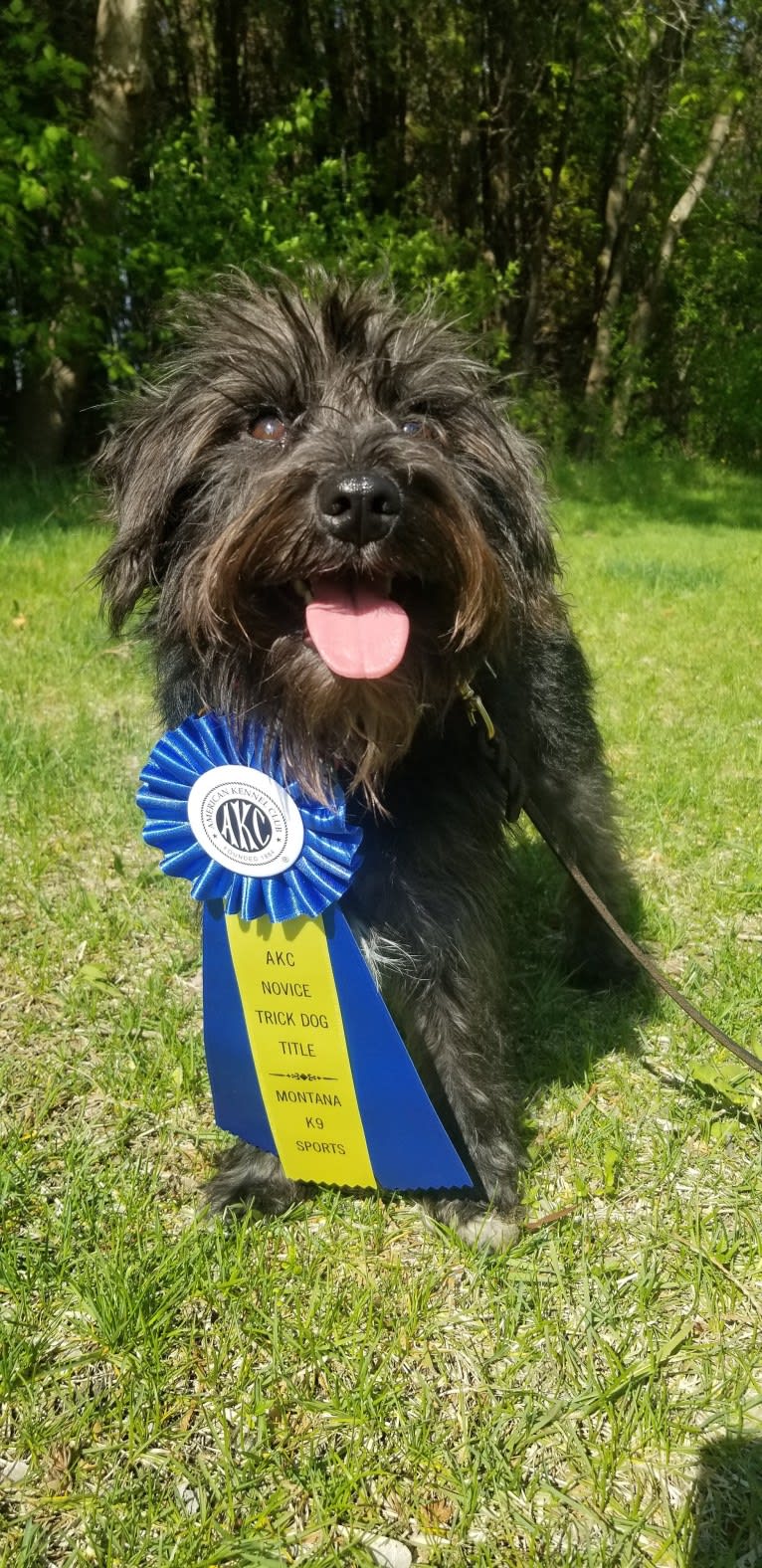 Poppy, a Miniature Schnauzer tested with EmbarkVet.com