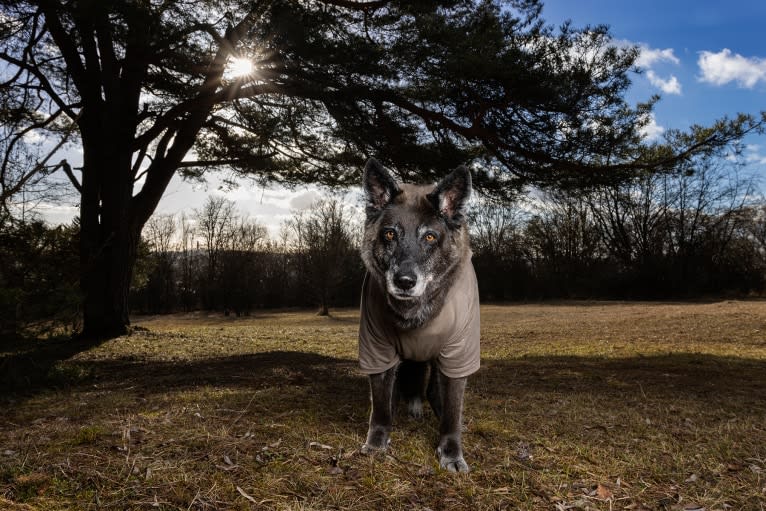 Tanis, an European Village Dog tested with EmbarkVet.com