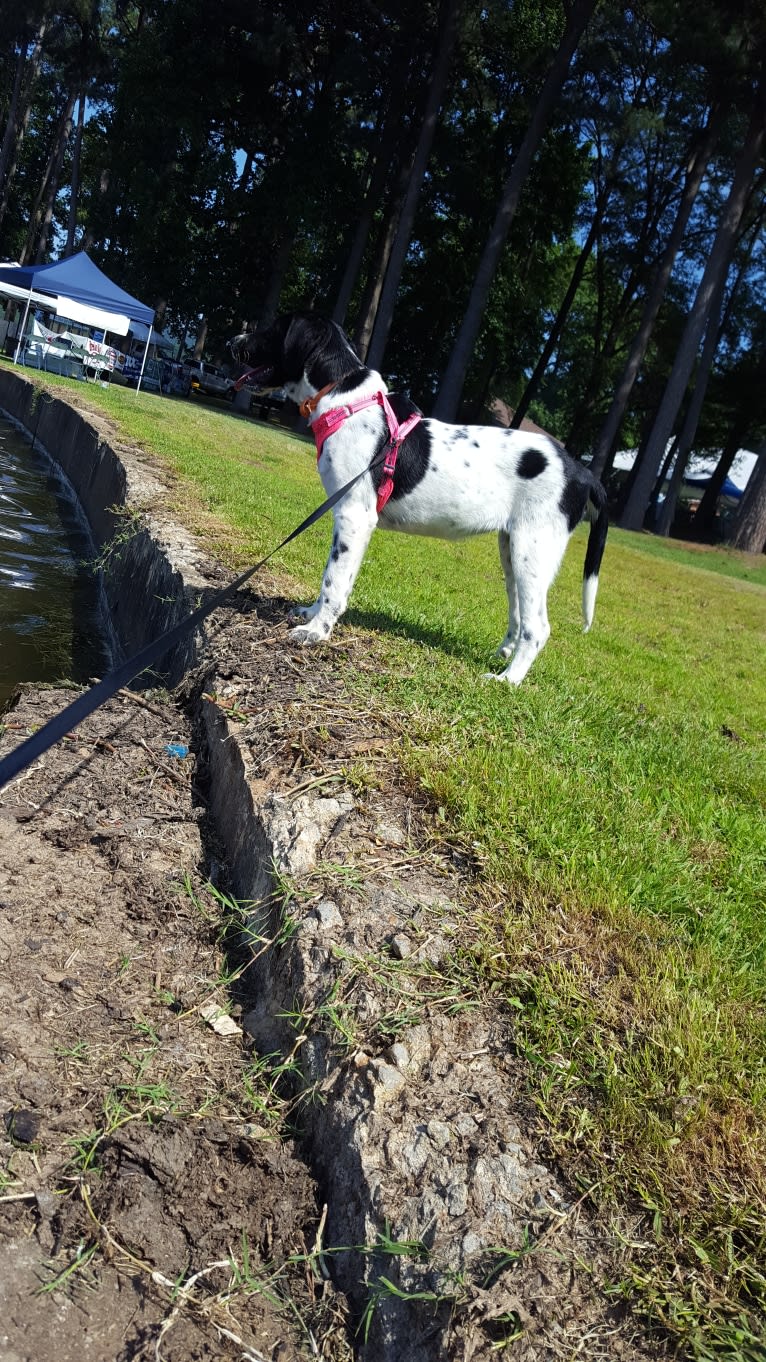 Millie, a Labrador Retriever and Great Pyrenees mix tested with EmbarkVet.com