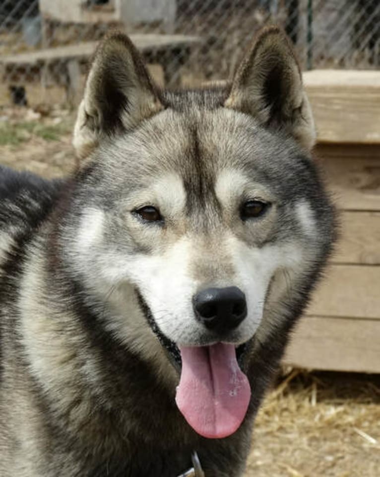 Moon, a Siberian Husky tested with EmbarkVet.com