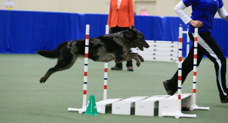 Troy, a German Shepherd Dog and Labrador Retriever mix tested with EmbarkVet.com