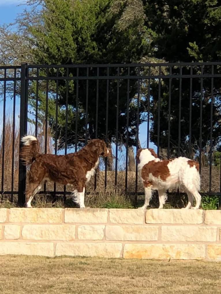 Autumn, a Brittany tested with EmbarkVet.com