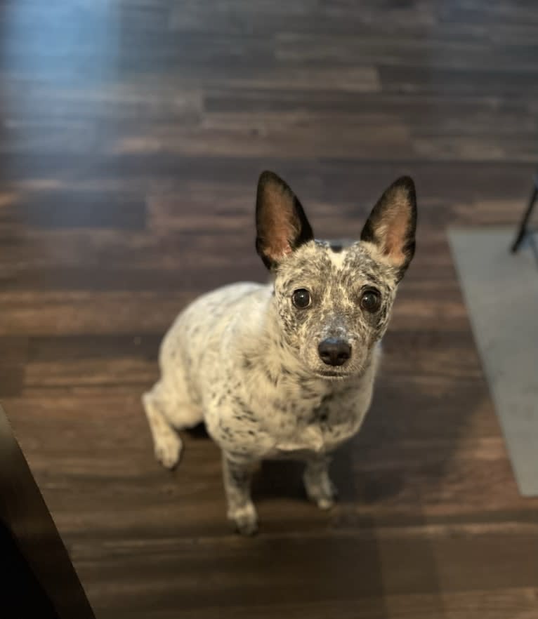 Zelda, an Australian Cattle Dog and Chihuahua mix tested with EmbarkVet.com