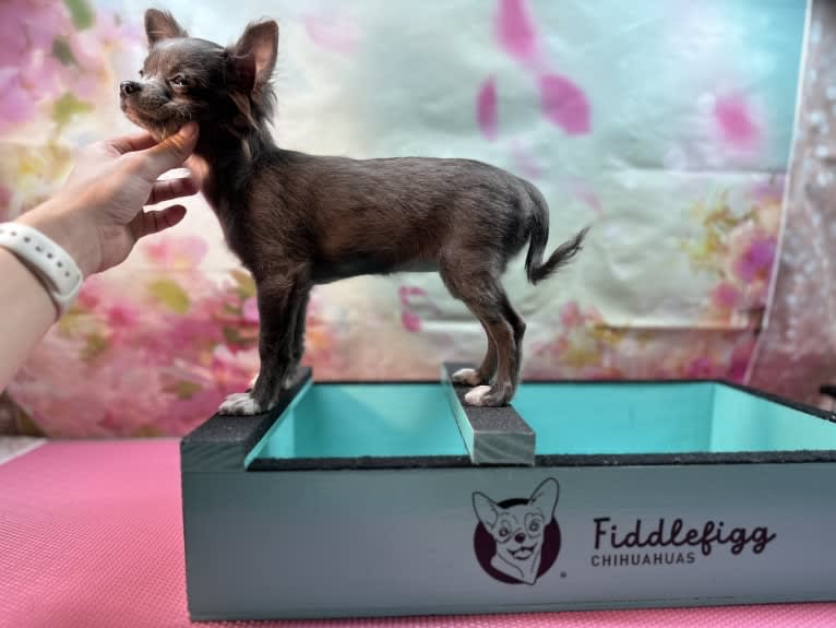 Oceana, a Chihuahua tested with EmbarkVet.com