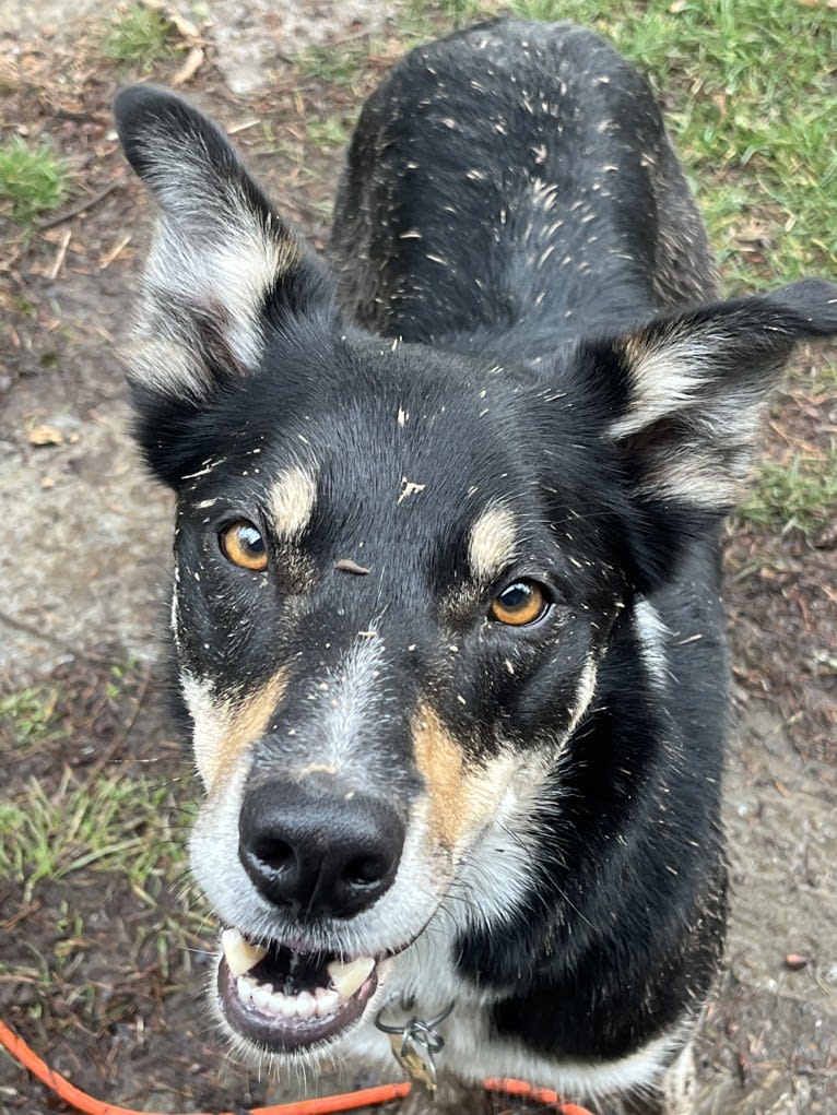 Ollie, a Border Collie tested with EmbarkVet.com