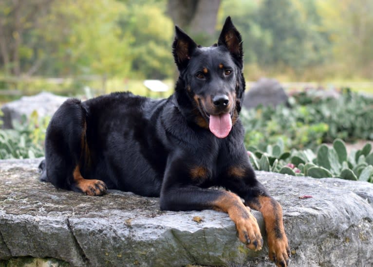 My Main Squeeze du Chateau Rocher “Mango”, a Beauceron tested with EmbarkVet.com