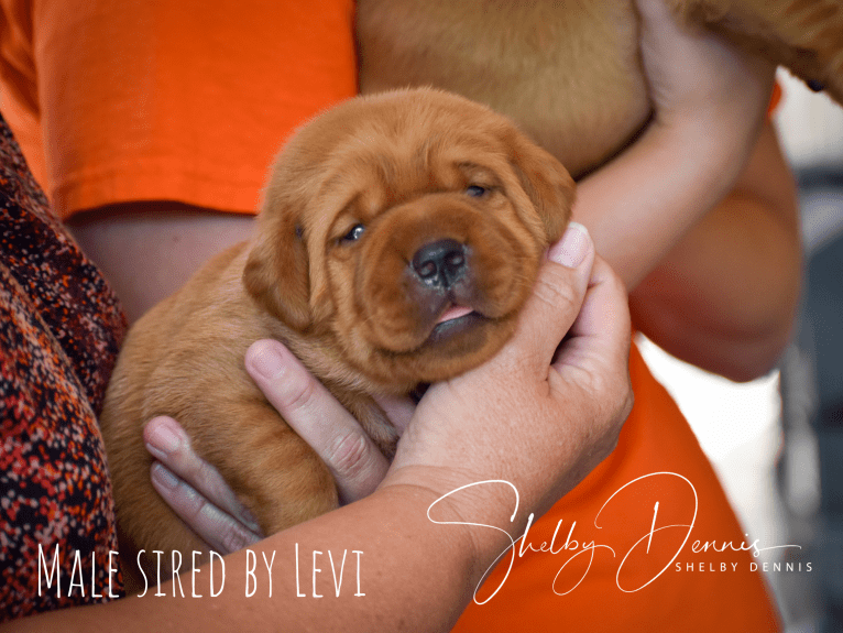 Levi, a Labrador Retriever tested with EmbarkVet.com