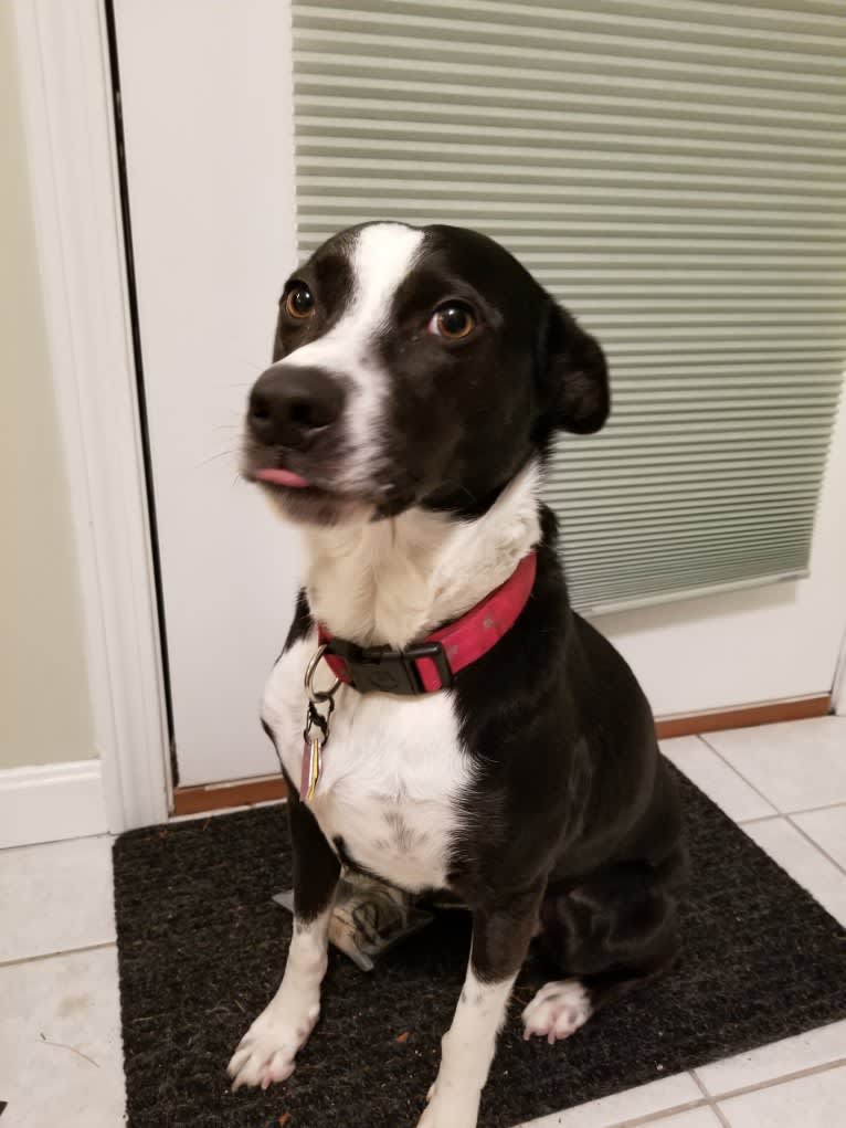 Twister, an Australian Shepherd and Australian Cattle Dog mix tested with EmbarkVet.com