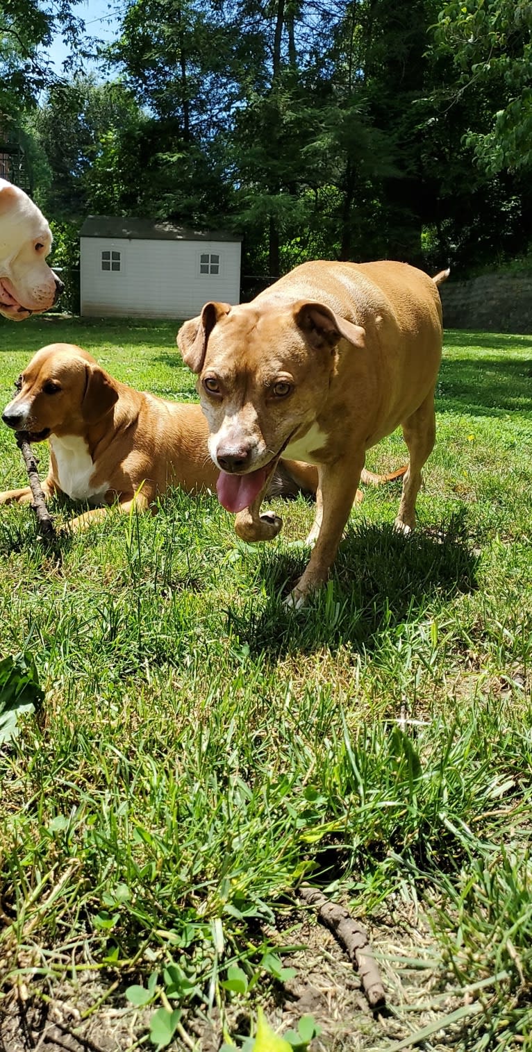 Buttercup, an American Pit Bull Terrier and Labrador Retriever mix tested with EmbarkVet.com