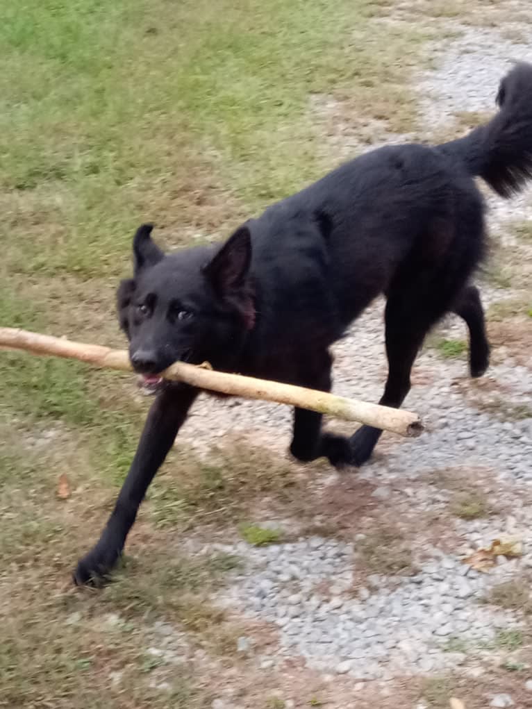 Dixie, a German Shepherd Dog and Australian Shepherd mix tested with EmbarkVet.com