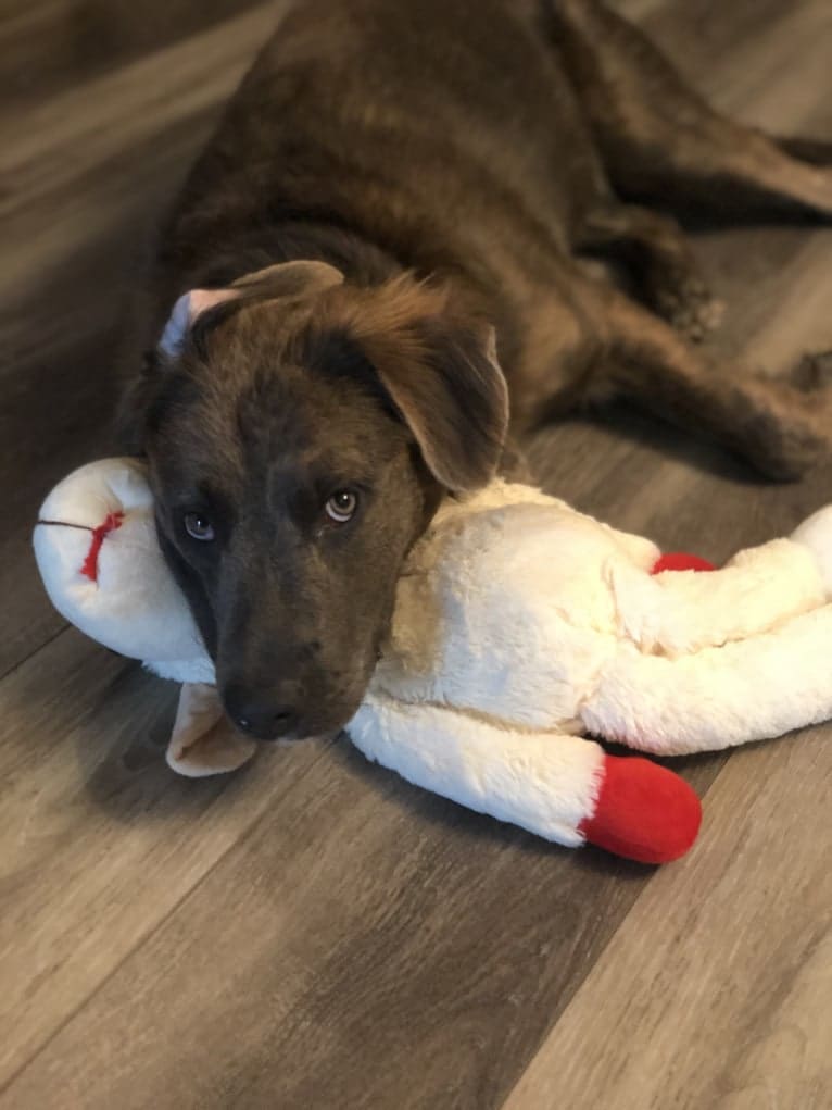 Beaux, an American Pit Bull Terrier and German Shepherd Dog mix tested with EmbarkVet.com