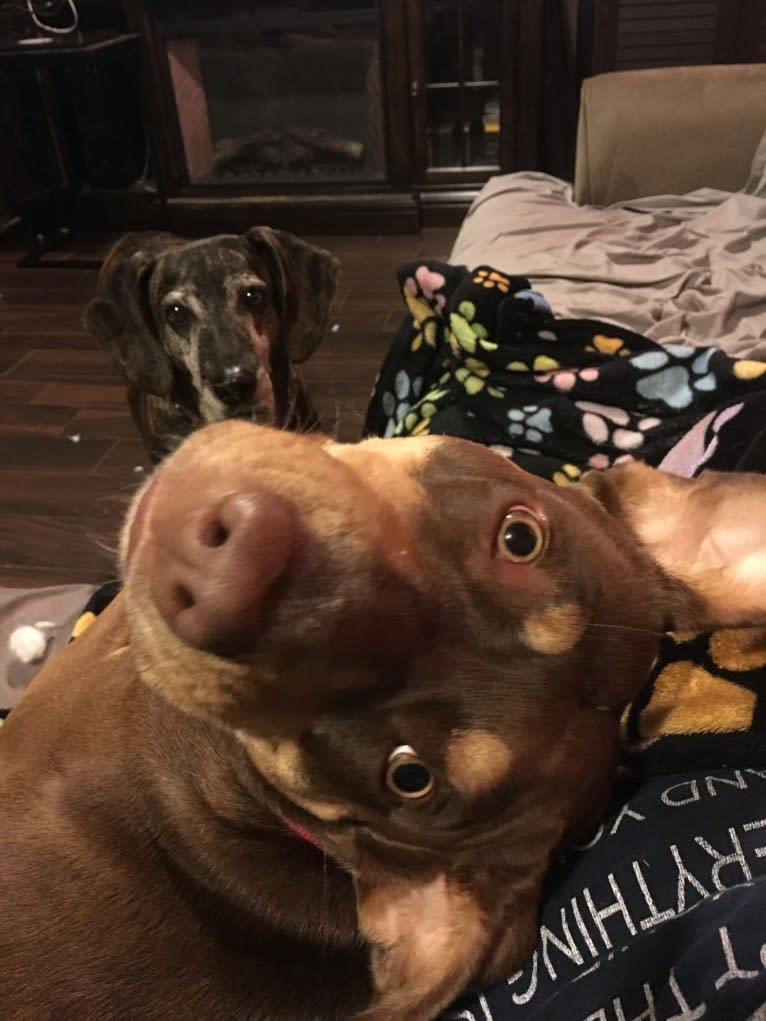 Beach's Dorie Jade, a Catahoula Leopard Dog tested with EmbarkVet.com