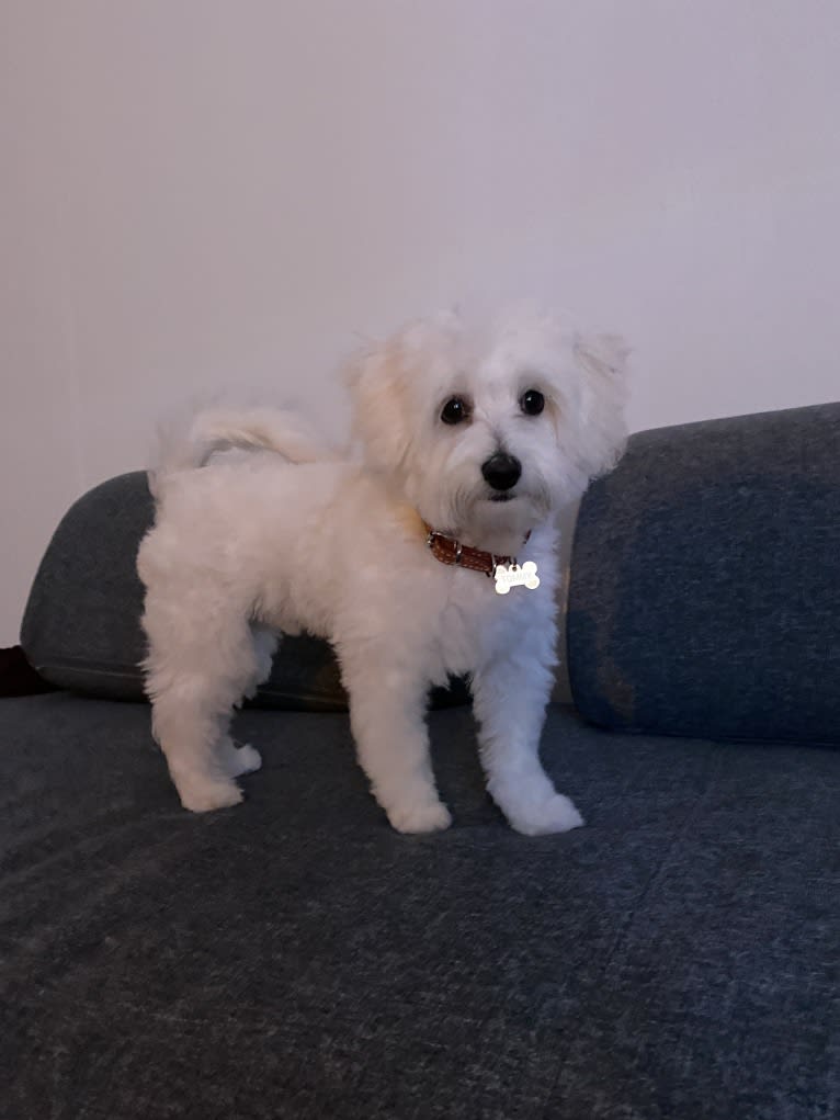 Tommy, a Bolognese and Bichon Frise mix tested with EmbarkVet.com