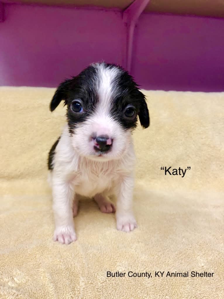 Katy, an Australian Cattle Dog and American Pit Bull Terrier mix tested with EmbarkVet.com