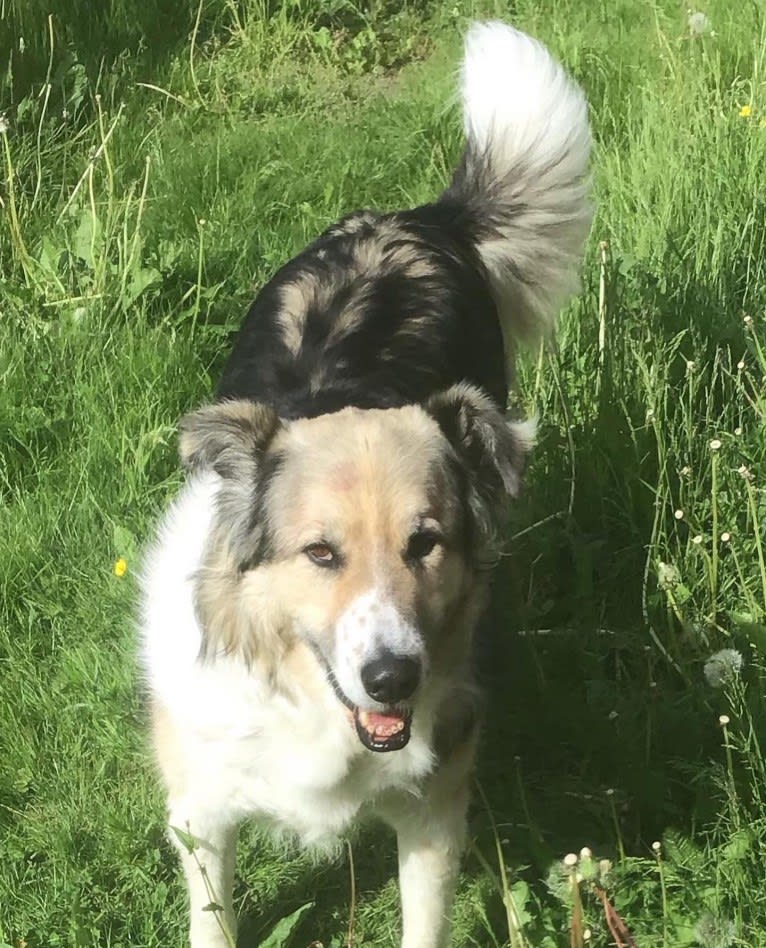 Mr Fluffy Russian Dog, a West Asian Village Dog tested with EmbarkVet.com