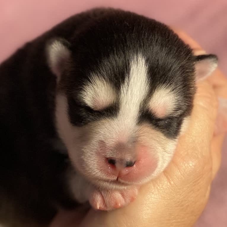 NIJA (Na•yah), a Pomsky tested with EmbarkVet.com