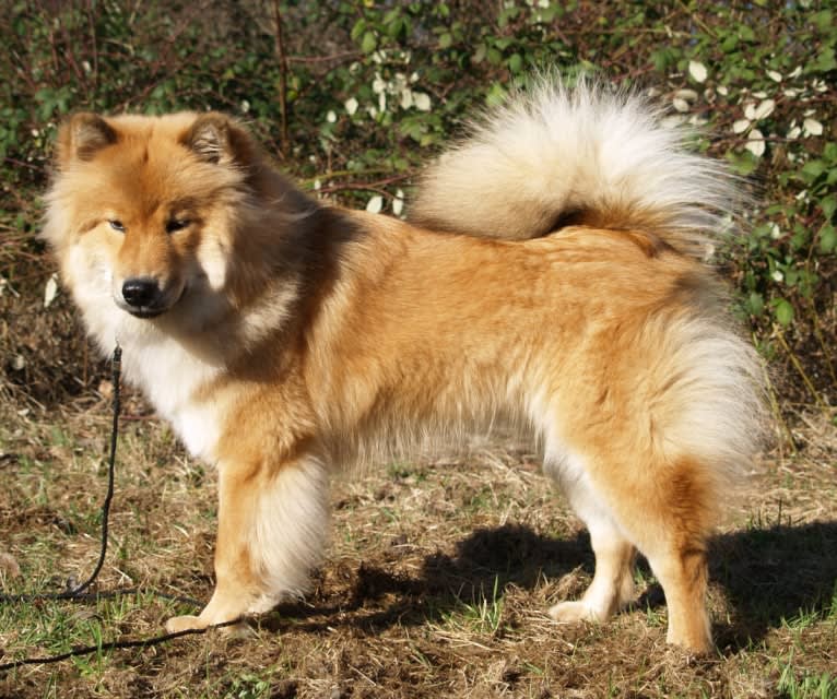 Mini, an Eurasier tested with EmbarkVet.com