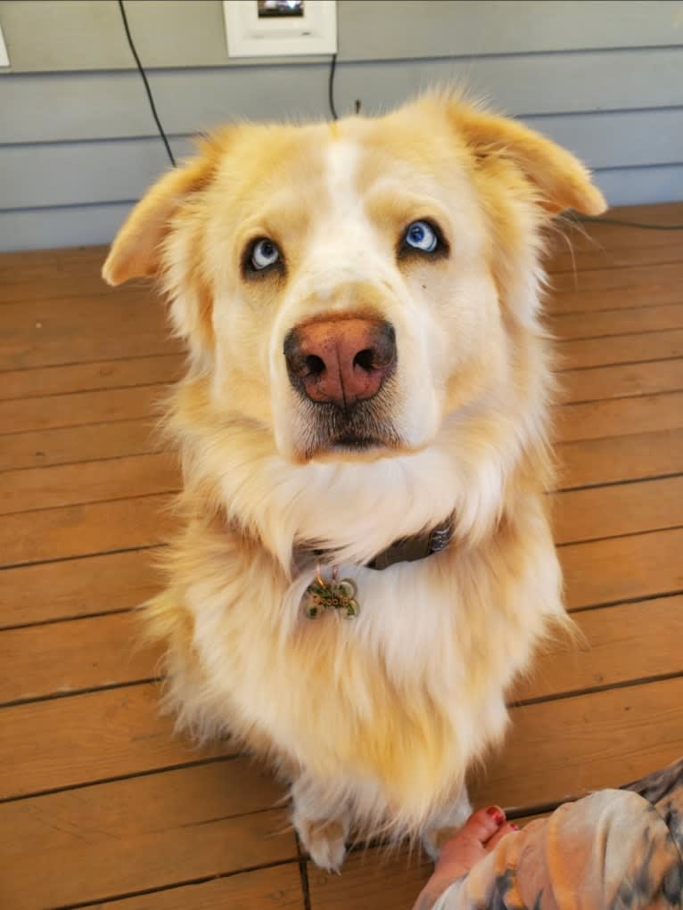 Doobie, an American Pit Bull Terrier and German Shepherd Dog mix tested with EmbarkVet.com