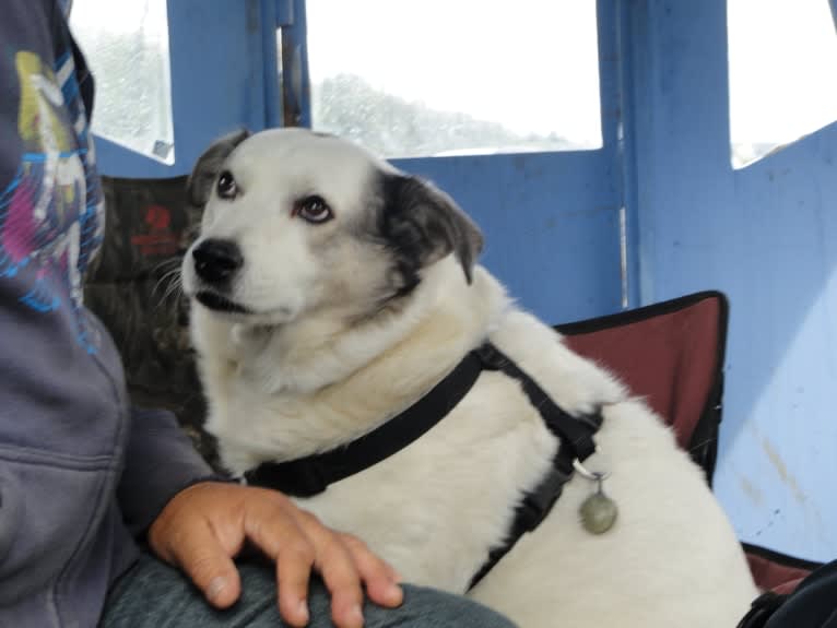 Buddy, an American Eskimo Dog and Norwegian Elkhound mix tested with EmbarkVet.com