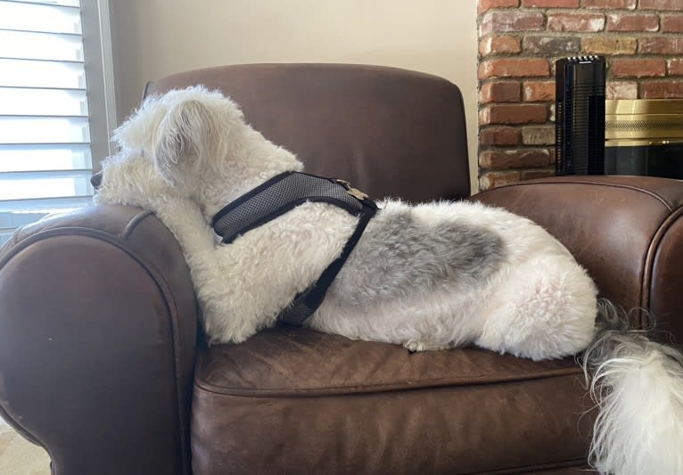 Jack, a Chinese Crested tested with EmbarkVet.com
