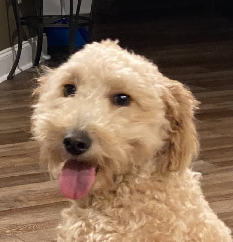 Paten Soulmate Pate (Little Bit), a Goldendoodle tested with EmbarkVet.com