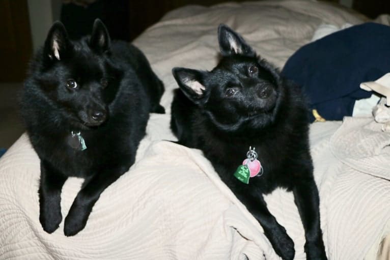 Lacey, a Schipperke tested with EmbarkVet.com