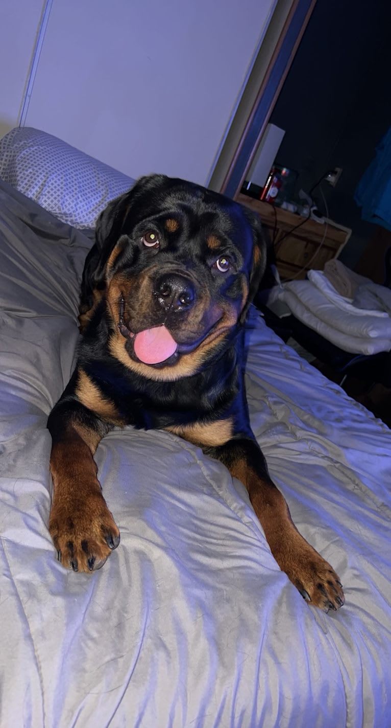 Chompy, a Rottweiler tested with EmbarkVet.com