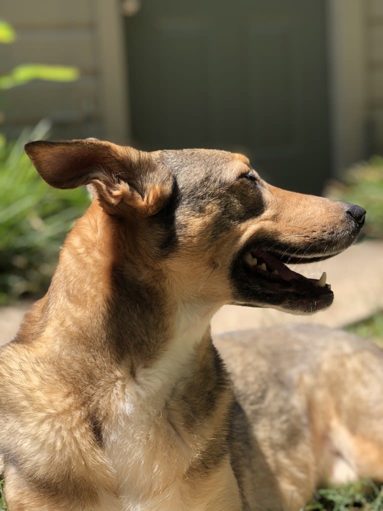 Ranga, a German Shepherd Dog and Shetland Sheepdog mix tested with EmbarkVet.com