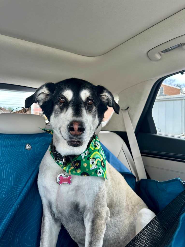 Keira, an Alaskan Malamute and Siberian Husky mix tested with EmbarkVet.com