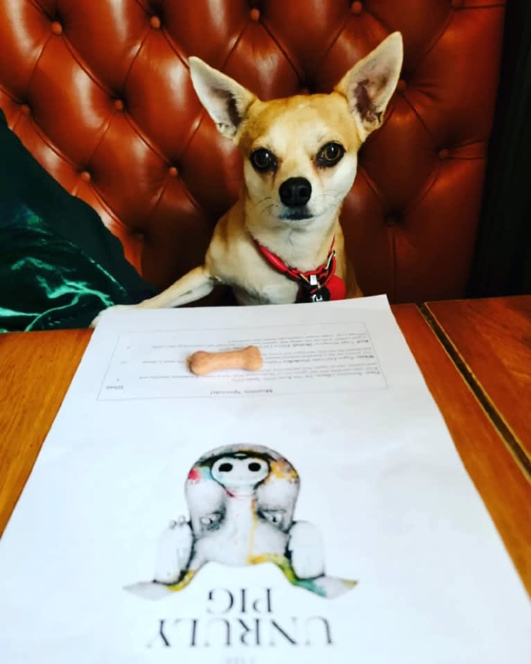 JOE, a Chihuahua and Yorkshire Terrier mix tested with EmbarkVet.com