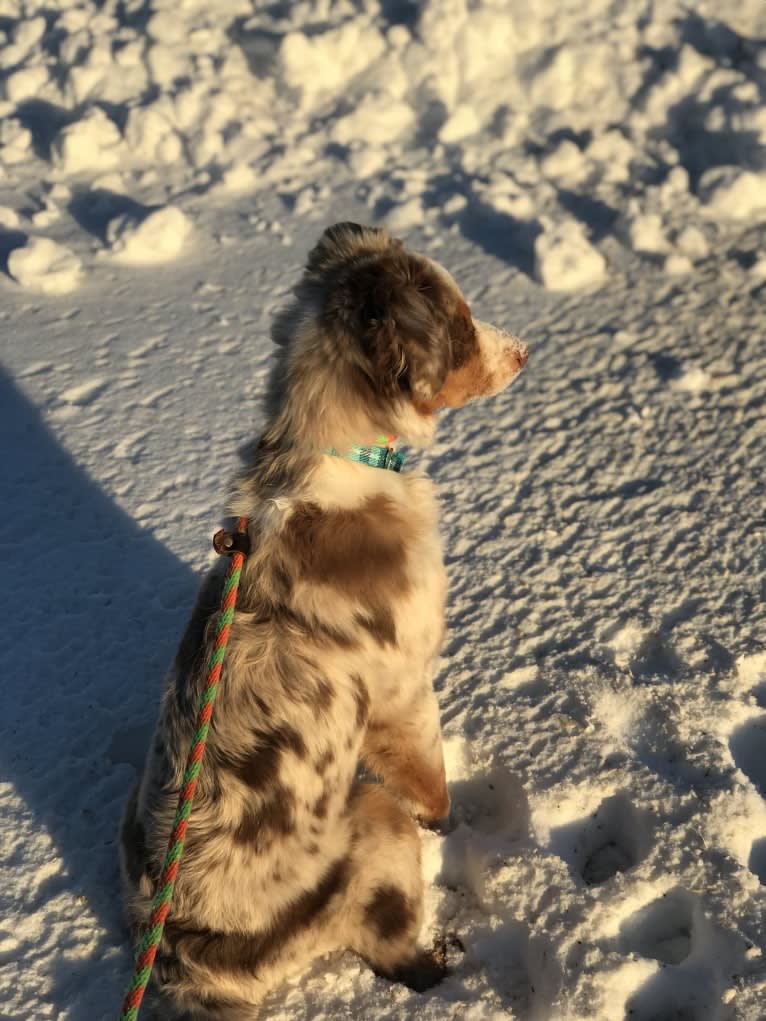 Harrison, an Australian Shepherd and Border Collie mix tested with EmbarkVet.com