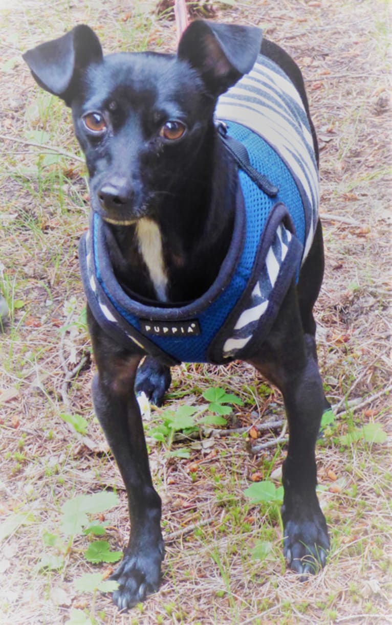 Max, a Chihuahua and Poodle (Small) mix tested with EmbarkVet.com