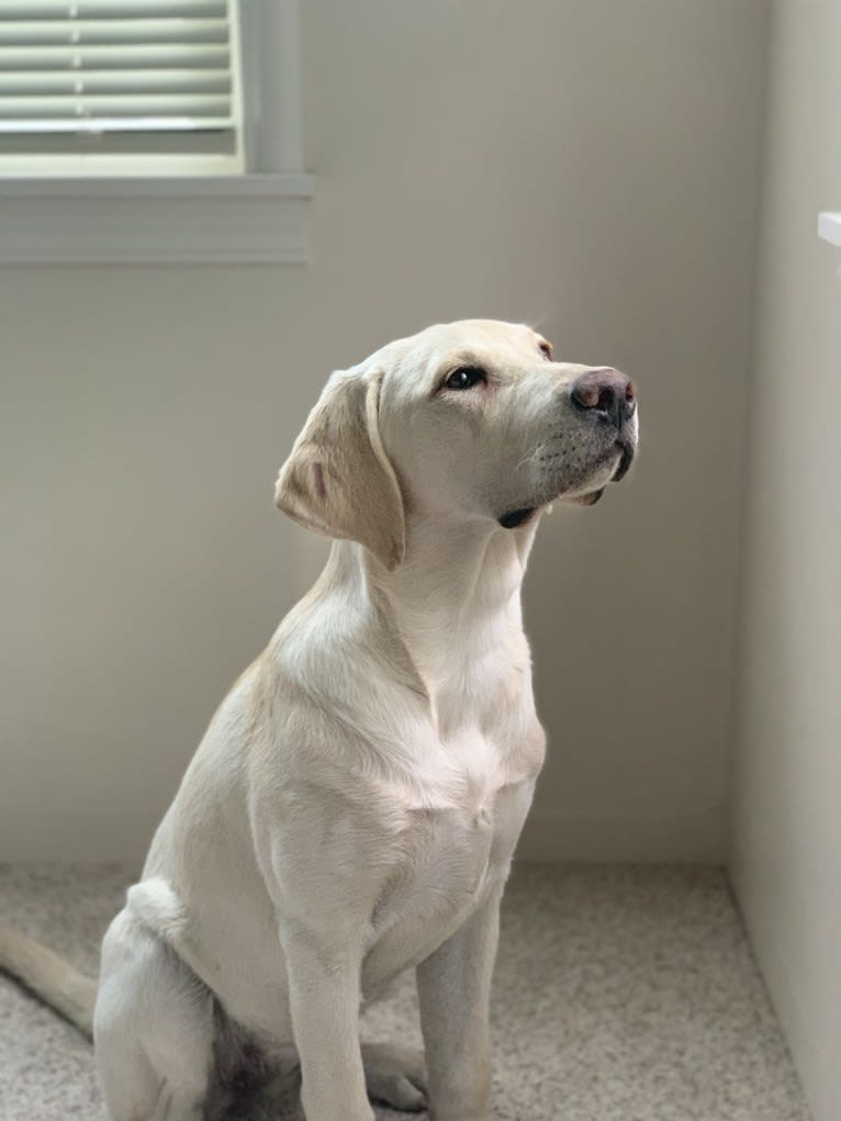 Lady, a Labrador Retriever tested with EmbarkVet.com