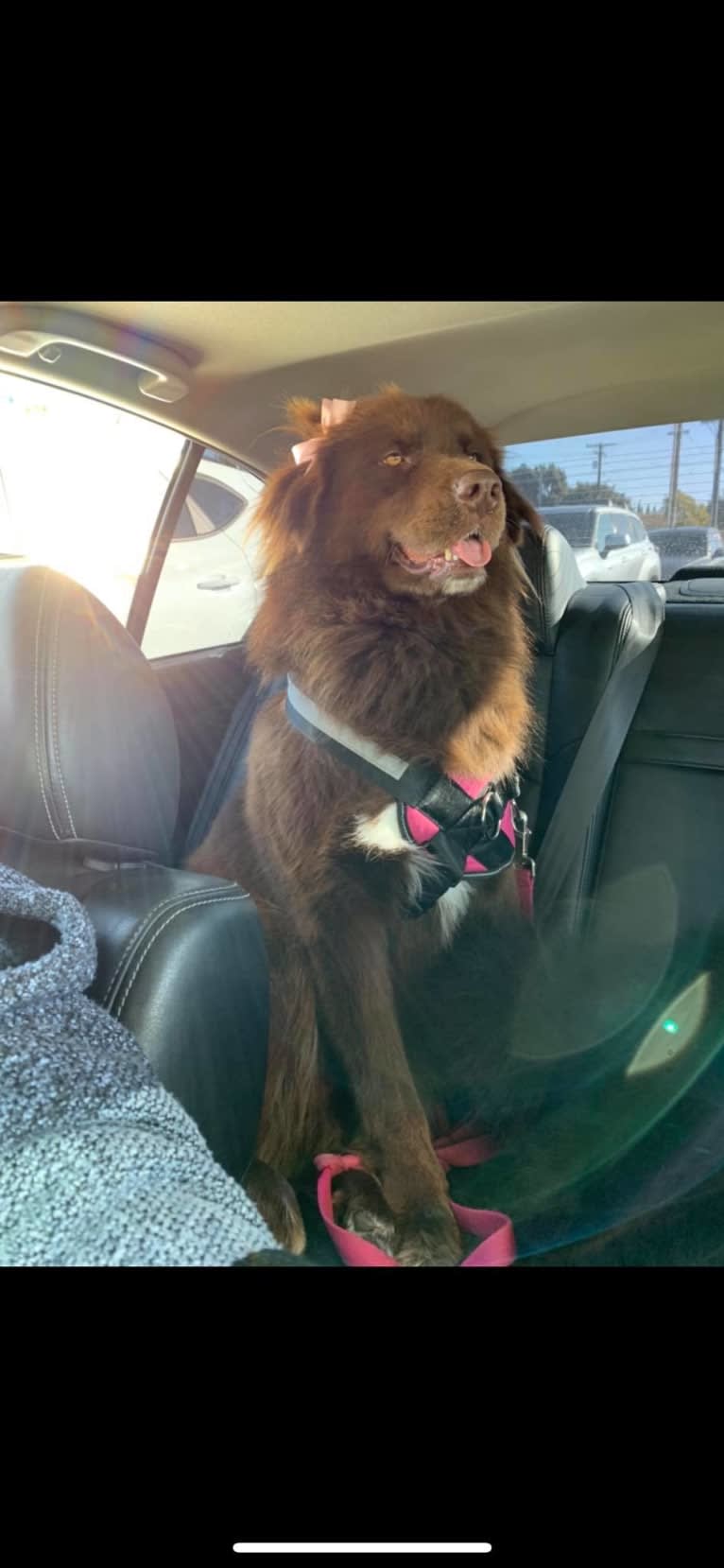 Rosey, a Newfoundland and Siberian Husky mix tested with EmbarkVet.com