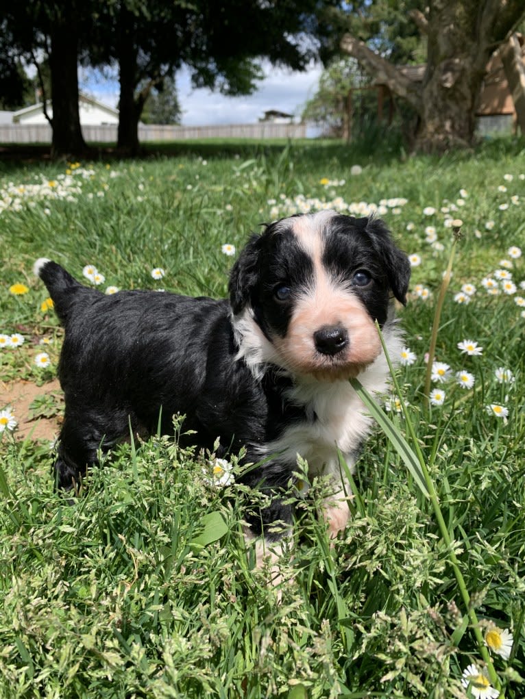Bee, an Aussiedoodle tested with EmbarkVet.com