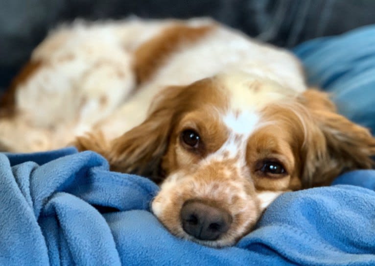 Birdie Mae, a Cocker Spaniel and Beagle mix tested with EmbarkVet.com