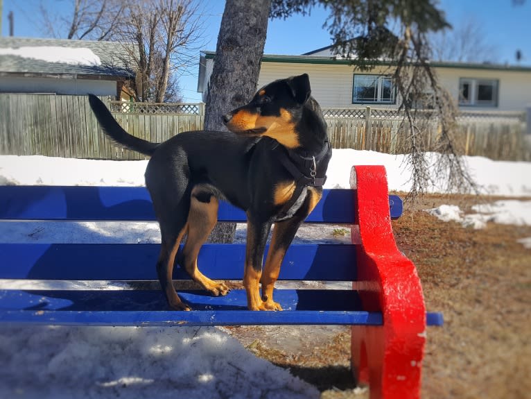 Hati, a Doberman Pinscher and German Shepherd Dog mix tested with EmbarkVet.com