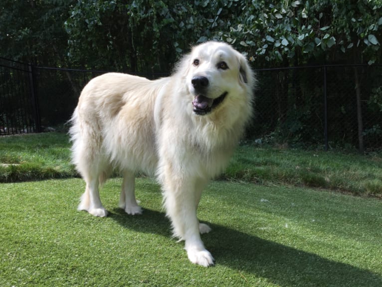 Emily, a Great Pyrenees and Chow Chow mix tested with EmbarkVet.com
