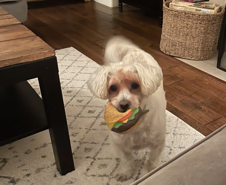 Oliver, a Poodle (Small) and Pug mix tested with EmbarkVet.com