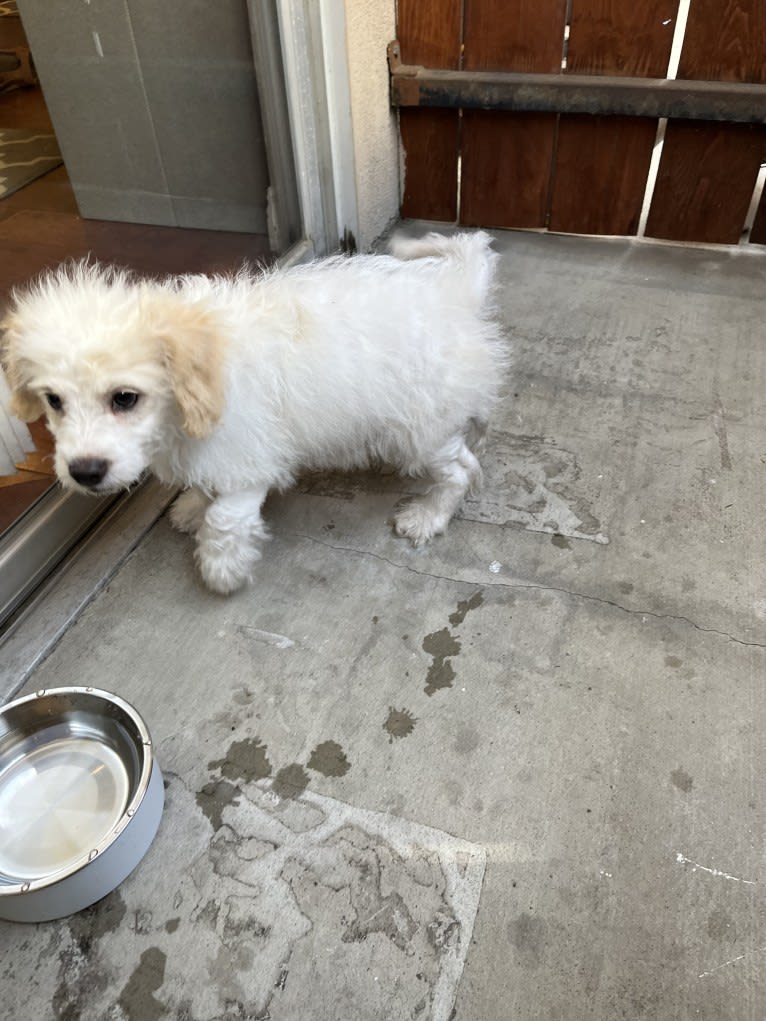 Milo, a Poodle (Small) and Cocker Spaniel mix tested with EmbarkVet.com