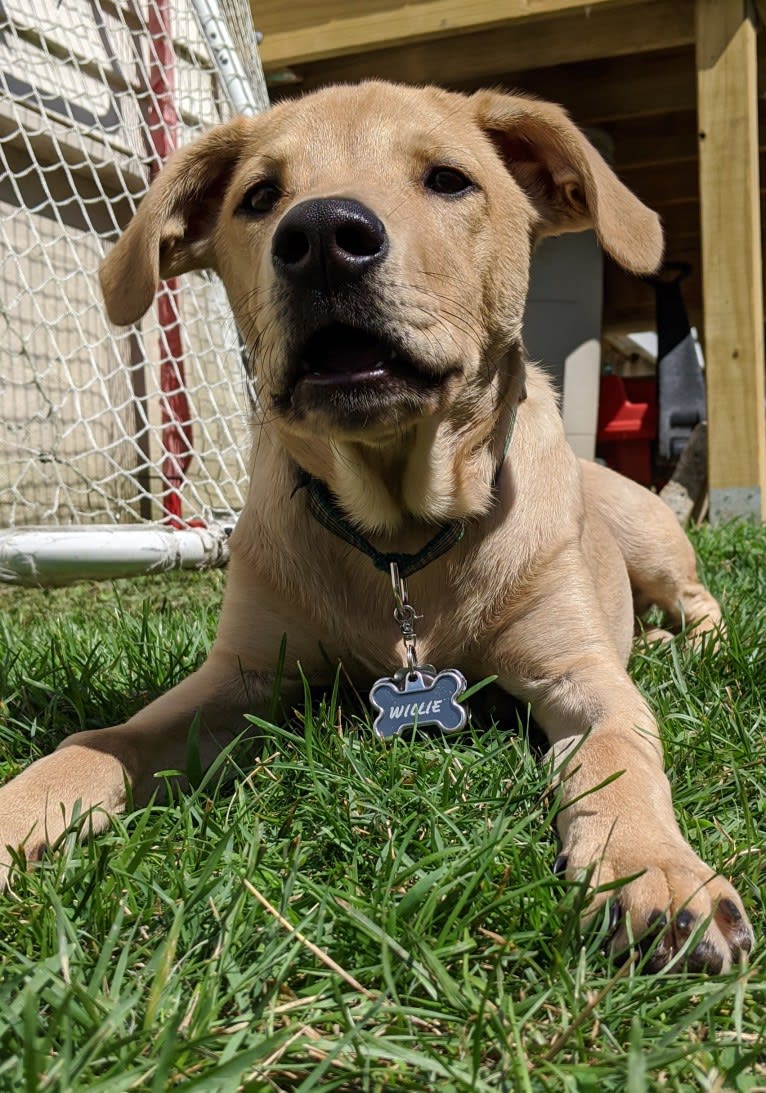 Willie Kirsch, a Labrador Retriever and American Pit Bull Terrier mix tested with EmbarkVet.com